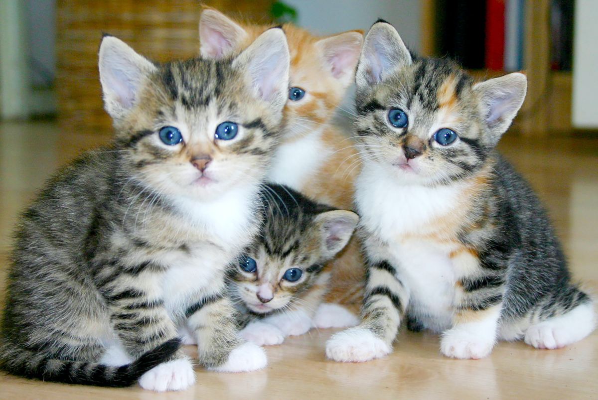 Roundworms in Cats Millersport Animal Clinic